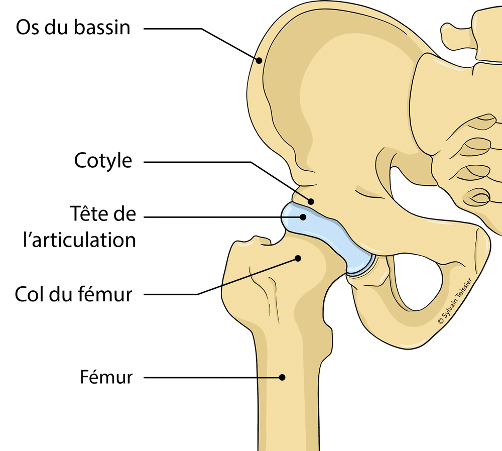 Anatomie De La Hanche Os Muscles Moyens D Union Nerfs Vascularisation
