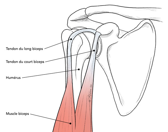 Anatomie des tendons du biceps