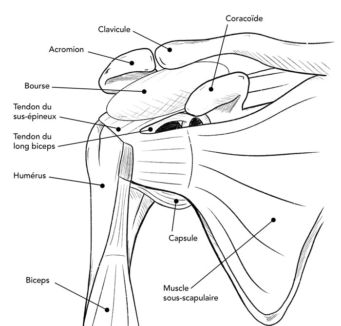 Anatomie épaule